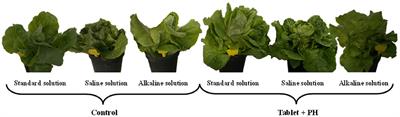 Synergistic Action of a Microbial-based Biostimulant and a Plant Derived-Protein Hydrolysate Enhances Lettuce Tolerance to Alkalinity and Salinity